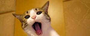 Preview wallpaper cat, yawn, face, beautiful