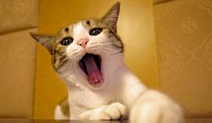 Preview wallpaper cat, yawn, face, beautiful