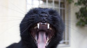 Preview wallpaper cat, yawn, face, teeth
