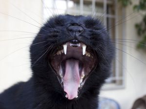 Preview wallpaper cat, yawn, face, teeth