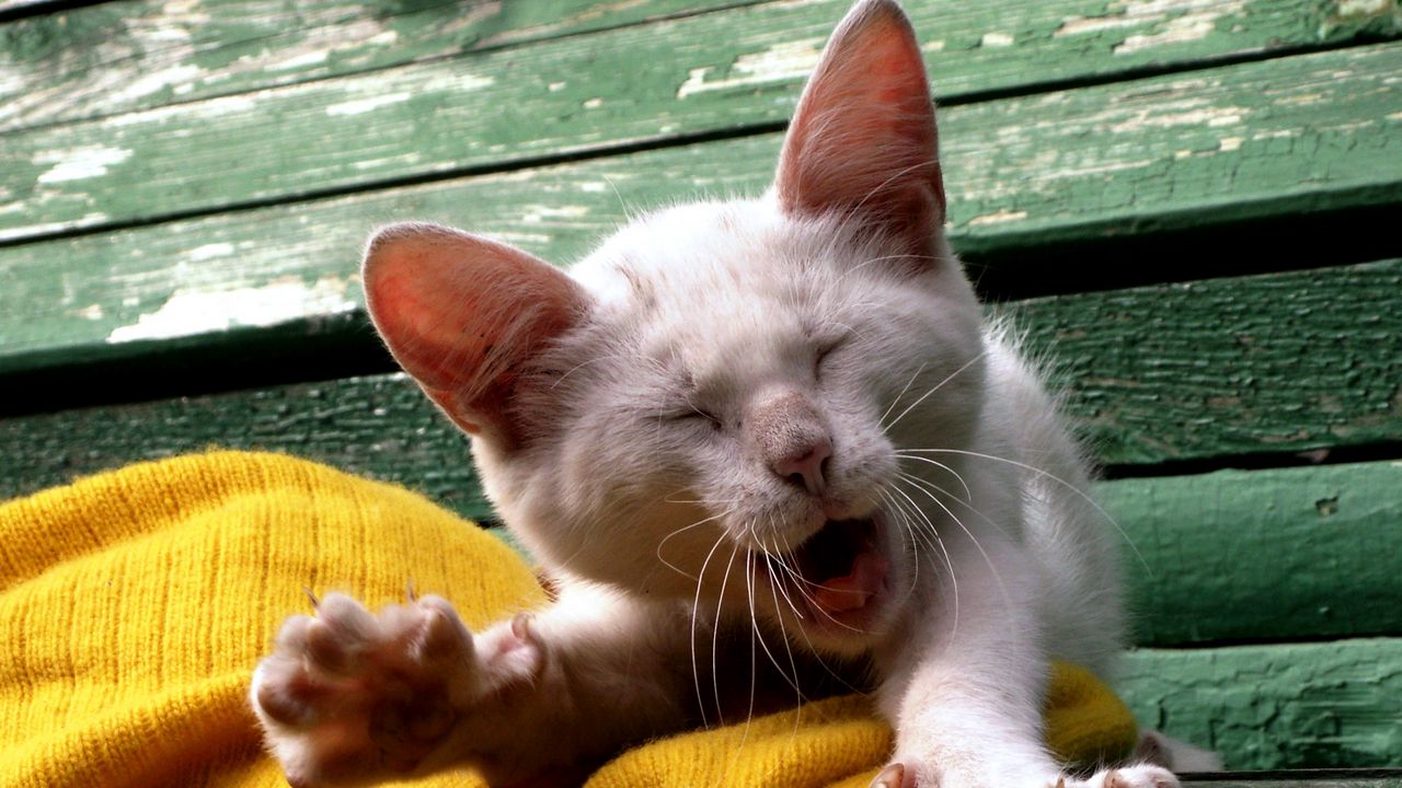 Wallpaper cat, yawn, face, kitten