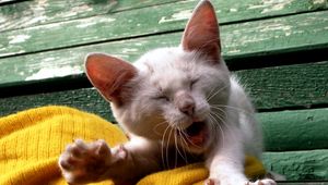 Preview wallpaper cat, yawn, face, kitten
