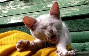 Preview wallpaper cat, yawn, face, kitten
