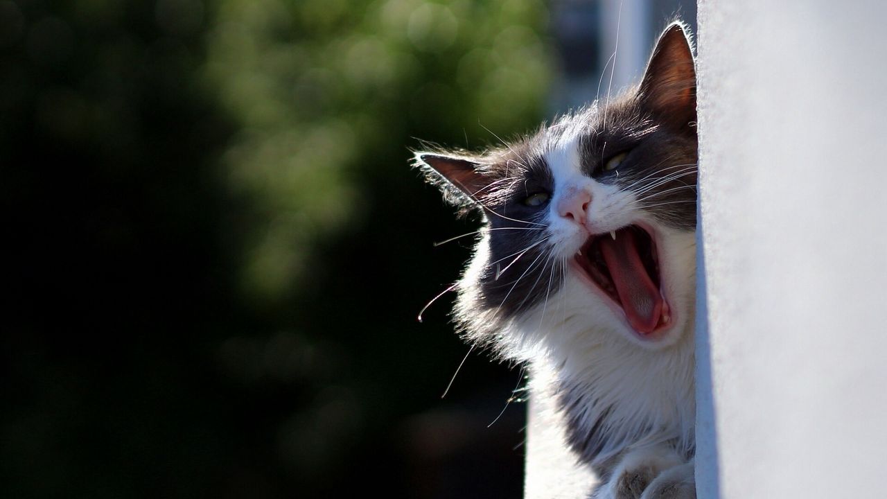 Wallpaper cat, yawn, face, fluffy, funny hd, picture, image