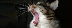 Preview wallpaper cat, yawn, fluffy, fangs, mustache