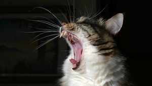 Preview wallpaper cat, yawn, fluffy, fangs, mustache