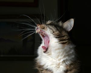 Preview wallpaper cat, yawn, fluffy, fangs, mustache