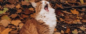 Preview wallpaper cat, yawn, funny, autumn, foliage