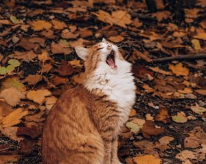 Preview wallpaper cat, yawn, funny, autumn, foliage
