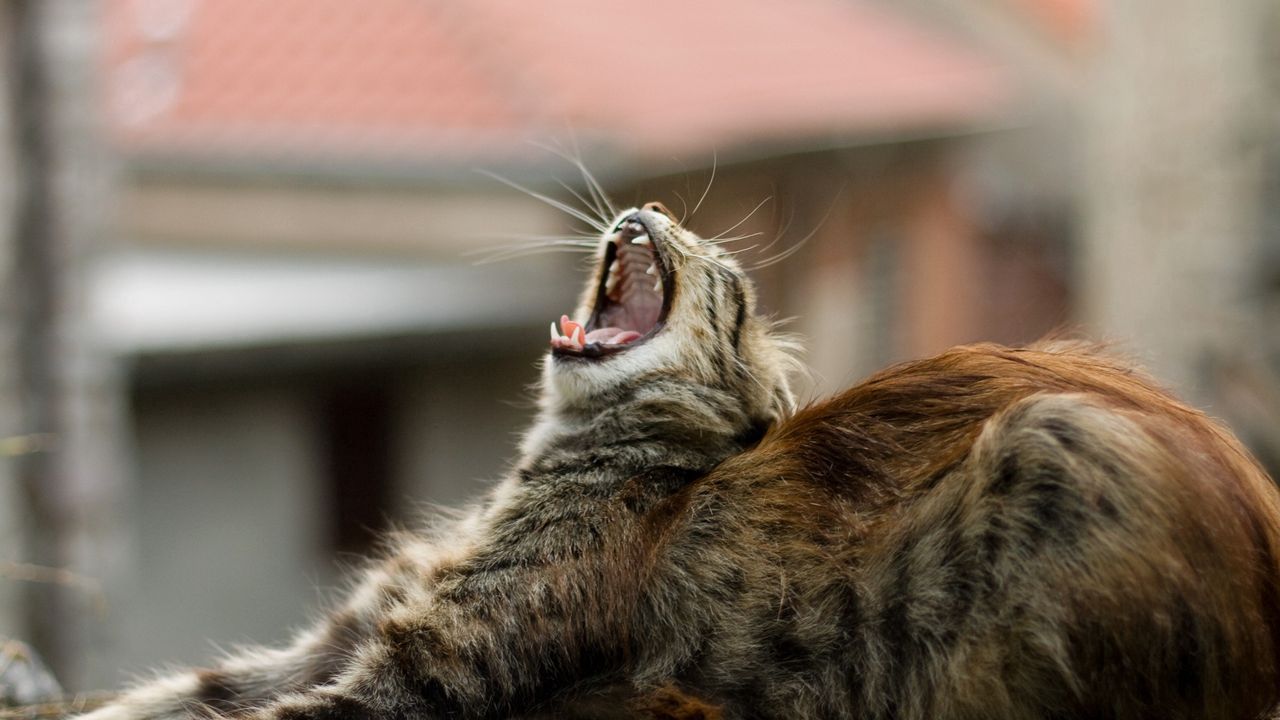 Wallpaper cat, yawn, lie, fluffy