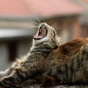 Preview wallpaper cat, yawn, lie, fluffy