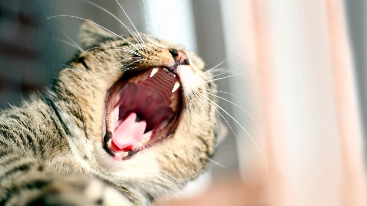 Wallpaper cat, yawn, mouth