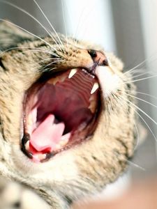 Preview wallpaper cat, yawn, mouth