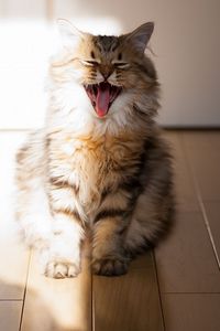 Preview wallpaper cat, yawn, open mouth, parquet, fluffy