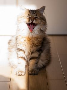 Preview wallpaper cat, yawn, open mouth, parquet, fluffy