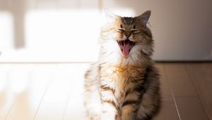 Preview wallpaper cat, yawn, open mouth, parquet, fluffy