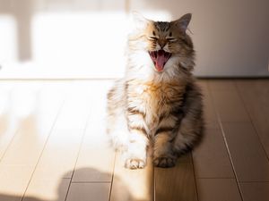 Preview wallpaper cat, yawn, open mouth, parquet, fluffy