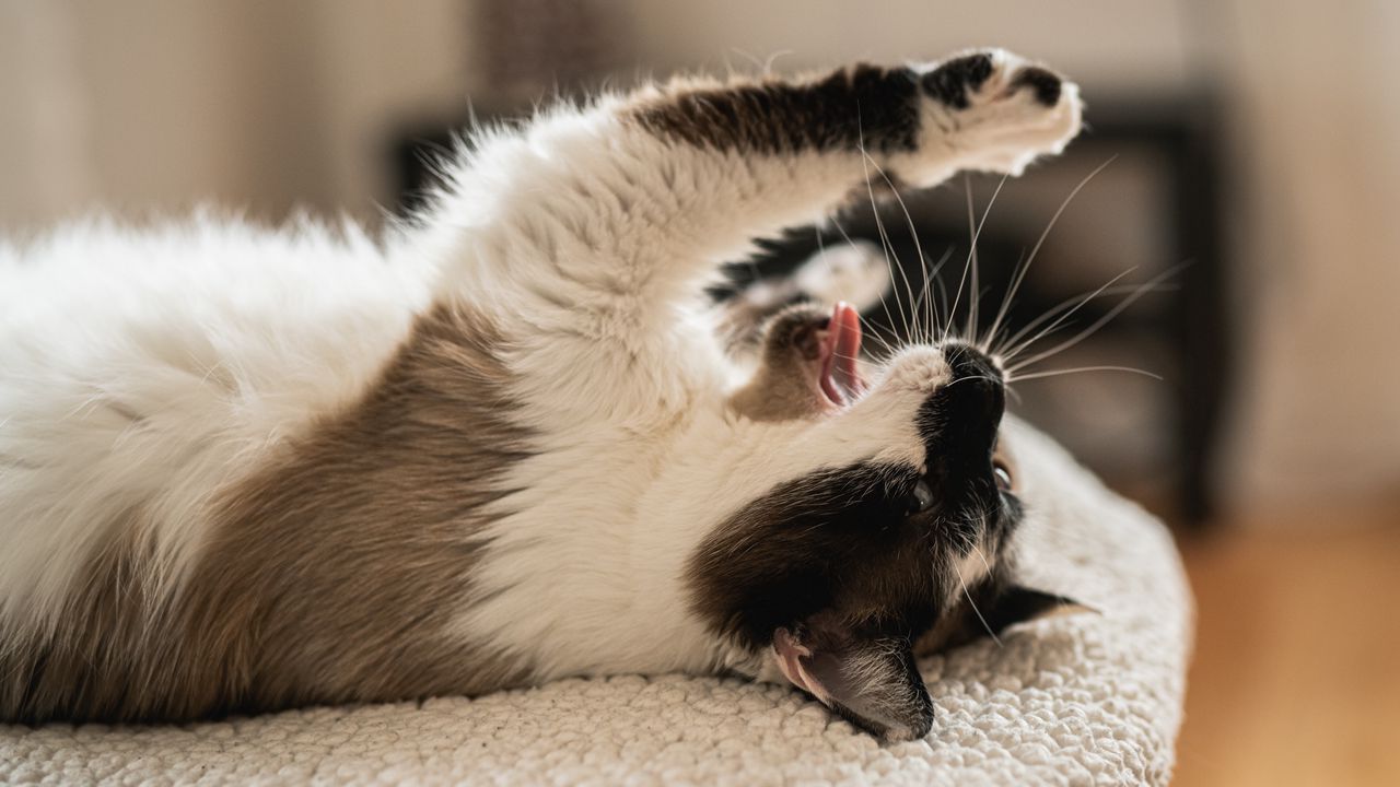 Wallpaper cat, yawn, tongue protruding, funny, pet