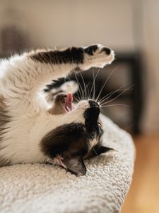 Preview wallpaper cat, yawn, tongue protruding, funny, pet