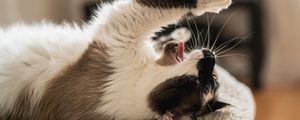 Preview wallpaper cat, yawn, tongue protruding, funny, pet