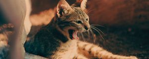 Preview wallpaper cat, yawn, tongue protruding, pet