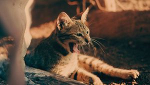 Preview wallpaper cat, yawn, tongue protruding, pet