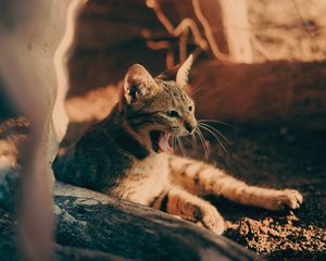 Preview wallpaper cat, yawn, tongue protruding, pet