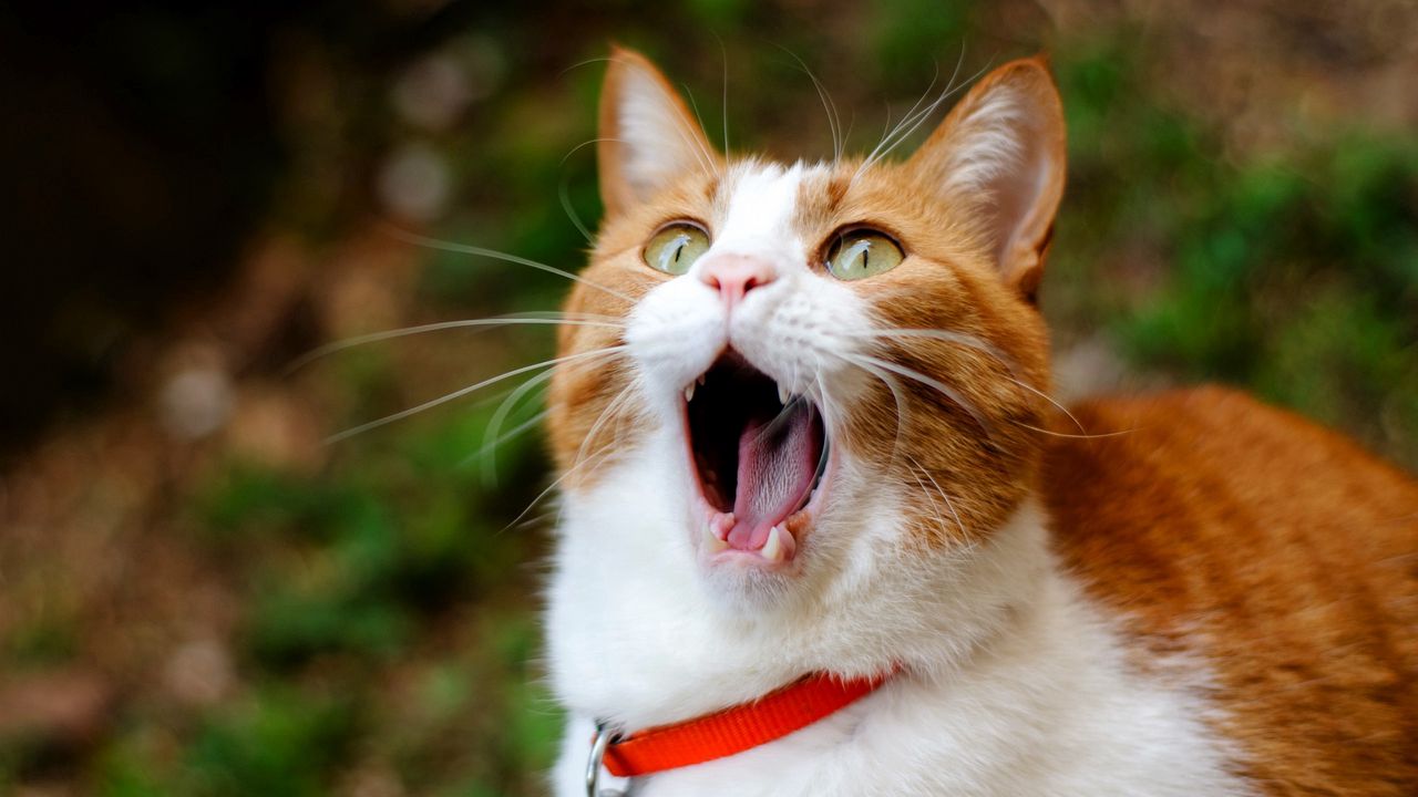 Wallpaper cat, yawning, collar, surprise