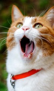 Preview wallpaper cat, yawning, collar, surprise