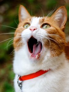 Preview wallpaper cat, yawning, collar, surprise