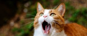 Preview wallpaper cat, yawning, collar, surprise