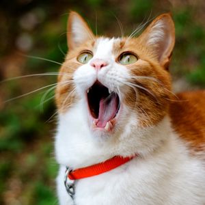 Preview wallpaper cat, yawning, collar, surprise