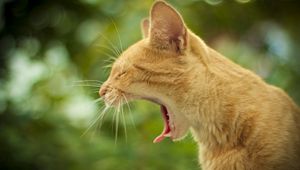 Preview wallpaper cat, yawning, face, profile, background