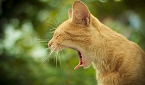 Preview wallpaper cat, yawning, face, profile, background