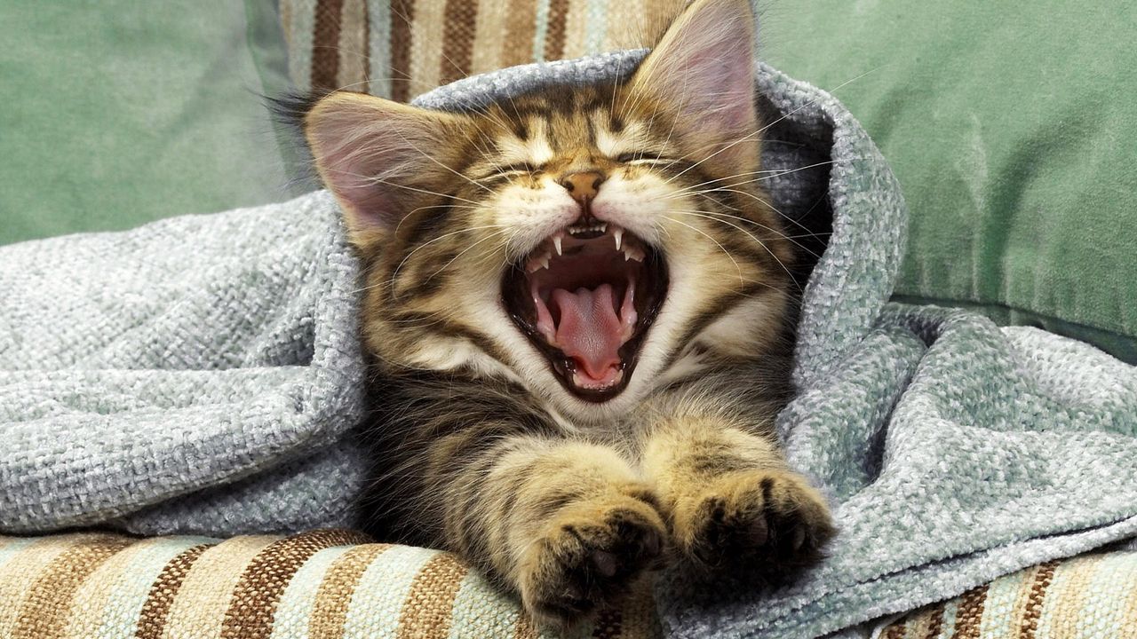 Wallpaper cat, yawning, mouth, blanket, kitten