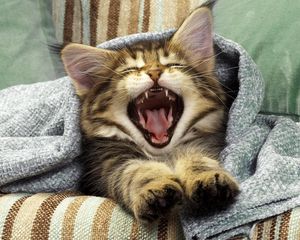 Preview wallpaper cat, yawning, mouth, blanket, kitten