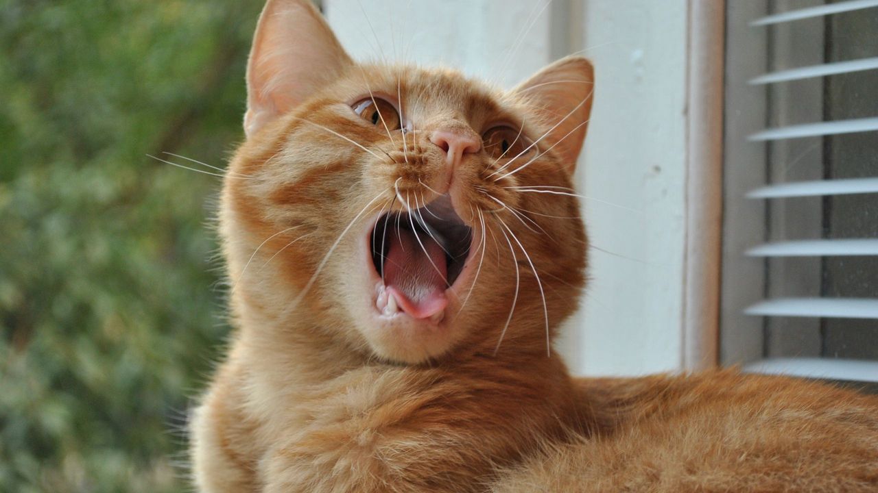Wallpaper cat, yawning, mouth, window sill