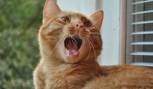 Preview wallpaper cat, yawning, mouth, window sill