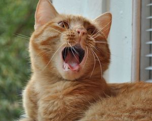 Preview wallpaper cat, yawning, mouth, window sill