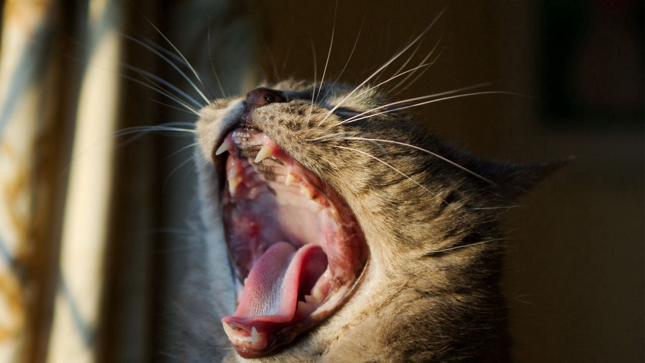 Wallpaper cat, yawning, mouth, mustache, head