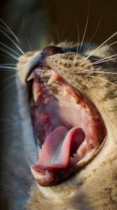 Preview wallpaper cat, yawning, mouth, mustache, head