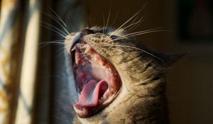 Preview wallpaper cat, yawning, mouth, mustache, head