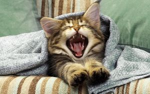 Preview wallpaper cat, yawning, mouth, blanket, kitten