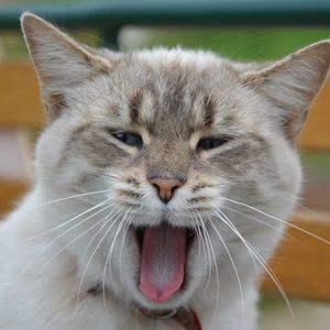 Preview wallpaper cat, yawning, sweet, muzzle