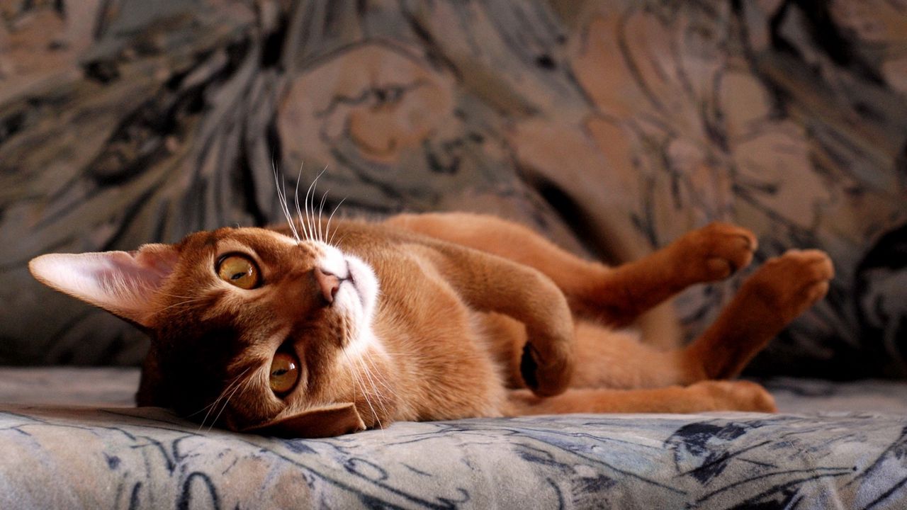 Wallpaper cat, young, lie, rest
