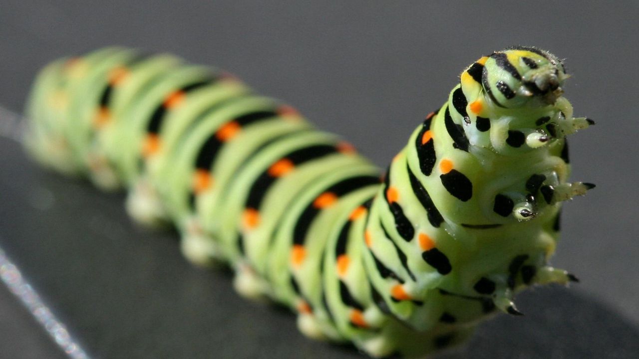 Wallpaper caterpillar, black, striped, crawl, paw