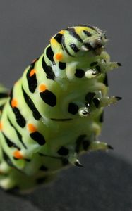 Preview wallpaper caterpillar, black, striped, crawl, paw