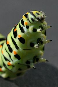 Preview wallpaper caterpillar, black, striped, crawl, paw