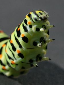 Preview wallpaper caterpillar, black, striped, crawl, paw