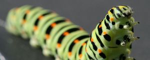 Preview wallpaper caterpillar, black, striped, crawl, paw